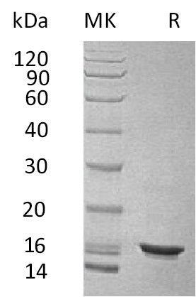 BL-1850NP: Greater than 95% as determined by SEC-HPLC. (Regularly tested)