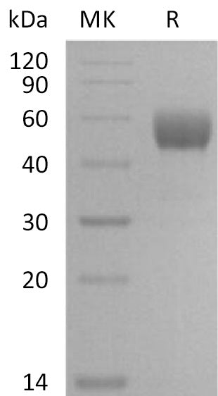 BL-2325NP: Greater than 95% as determined by reducing SDS-PAGE. (QC verified)