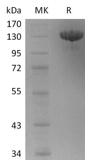 BL-2327NP: Greater than 95% as determined by reducing SDS-PAGE. (QC verified)