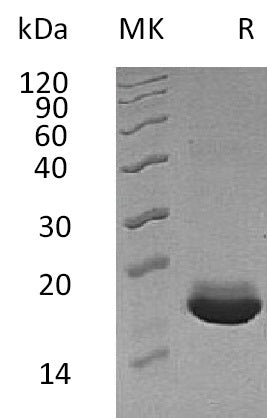 BL-0780NP: Greater than 95% as determined by reducing SDS-PAGE. (QC verified)