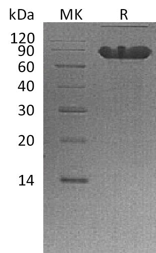 BL-2187NP: Greater than 90% as determined by reducing SDS-PAGE. (QC verified)