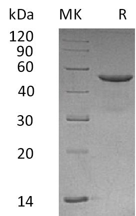 BL-0051NP: Greater than 95% as determined by reducing SDS-PAGE. (QC verified)