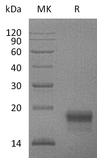 BL-0782NP: Greater than 95% as determined by reducing SDS-PAGE. (QC verified)