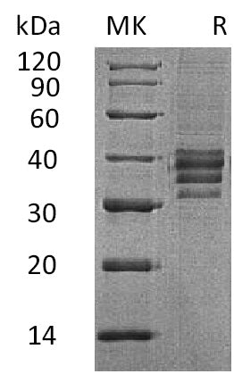 BL-2330NP: Greater than 90% as determined by reducing SDS-PAGE. (QC verified)