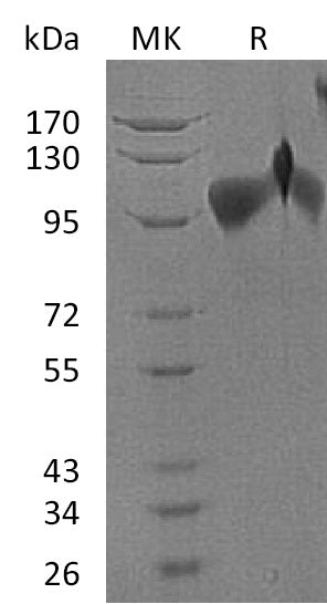 BL-2342NP: Greater than 95% as determined by reducing SDS-PAGE. (QC verified)