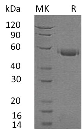 BL-0053NP: Greater than 95% as determined by reducing SDS-PAGE. (QC verified)