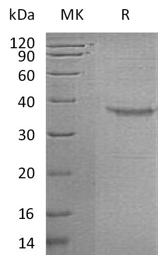 BL-2339NP: Greater than 95% as determined by reducing SDS-PAGE. (QC verified)