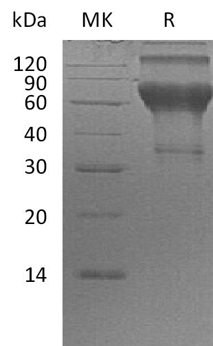 BL-2337NP: Greater than 90% as determined by reducing SDS-PAGE. (QC verified)