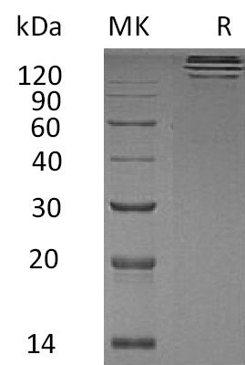 BL-2332NP: Greater than 95% as determined by reducing SDS-PAGE. (QC verified)