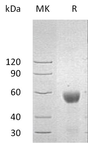 BL-0013NP: Greater than 90% as determined by reducing SDS-PAGE. (QC verified)