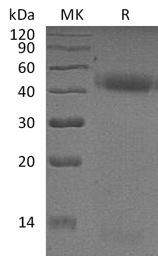 BL-2352NP: Greater than 95% as determined by reducing SDS-PAGE. (QC verified)