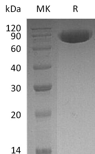 BL-2189NP: Greater than 95% as determined by reducing SDS-PAGE. (QC verified)