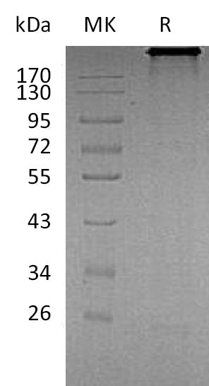 BL-2190NP: Greater than 90% as determined by reducing SDS-PAGE. (QC verified)