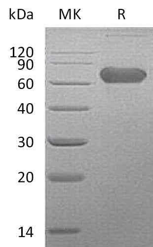 BL-2353NP: Greater than 95% as determined by reducing SDS-PAGE. (QC verified)