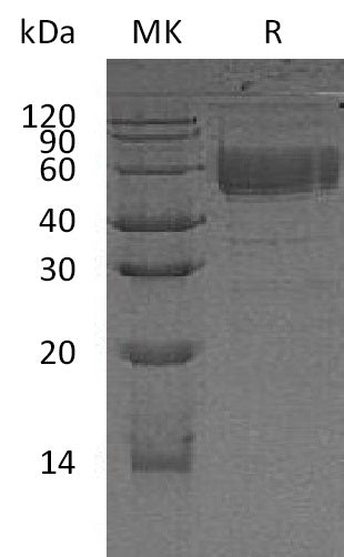 BL-2191NP: Greater than 90% as determined by reducing SDS-PAGE. (QC verified)