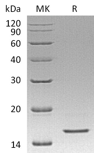 BL-0786NP: Greater than 95% as determined by reducing SDS-PAGE. (QC verified)