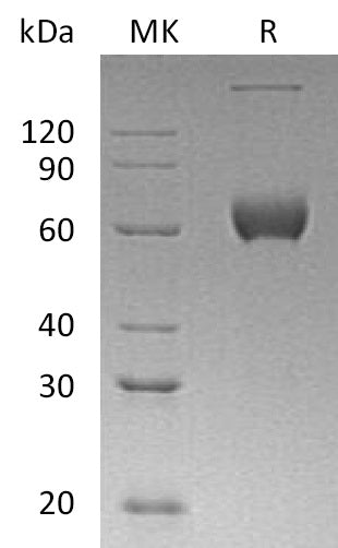 BL-0059NP: Greater than 95% as determined by reducing SDS-PAGE. (QC verified)