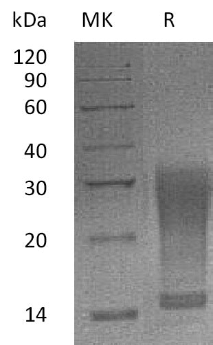 BL-2126NP: Greater than 95% as determined by reducing SDS-PAGE. (QC verified)