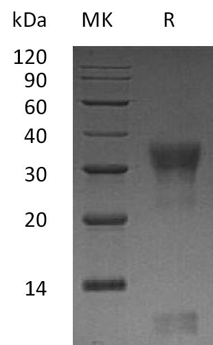 BL-0792NP: Greater than 95% as determined by reducing SDS-PAGE. (QC verified)