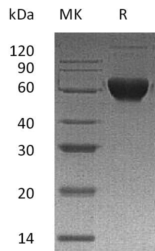 BL-2364NP: Greater than 95% as determined by reducing SDS-PAGE. (QC verified)