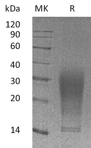 BL-2125NP: Greater than 95% as determined by reducing SDS-PAGE. (QC verified)