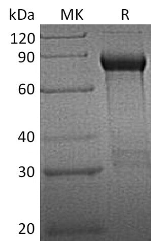 BL-2363NP: Greater than 90% as determined by reducing SDS-PAGE. (QC verified)