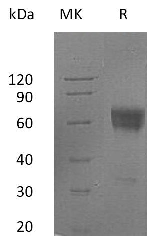 BL-2355NP: Greater than 95% as determined by reducing SDS-PAGE. (QC verified)