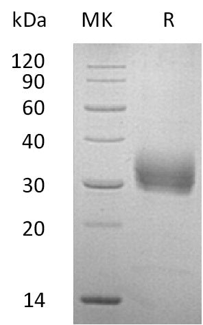 BL-0791NP: Greater than 95% as determined by reducing SDS-PAGE. (QC verified)