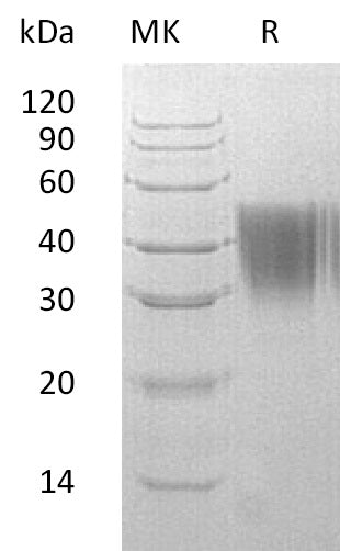 BL-0793NP: Greater than 95% as determined by reducing SDS-PAGE. (QC verified)