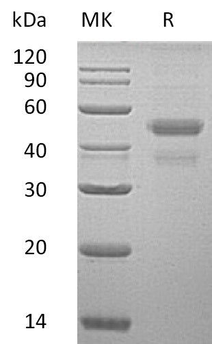 BL-2360NP: Greater than 95% as determined by reducing SDS-PAGE. (QC verified)