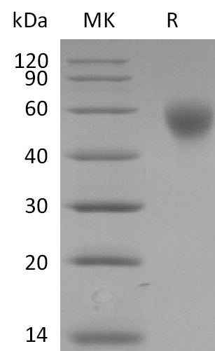 BL-2790NP: Greater than 95% as determined by reducing SDS-PAGE. (QC verified)