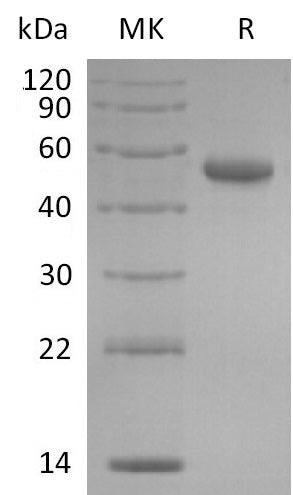 BL-2005NP: Greater than 95% as determined by reducing SDS-PAGE. (QC verified)