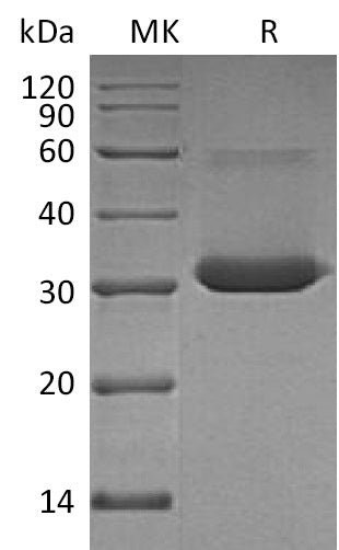 BL-1998NP: Greater than 95% as determined by reducing SDS-PAGE. (QC verified)