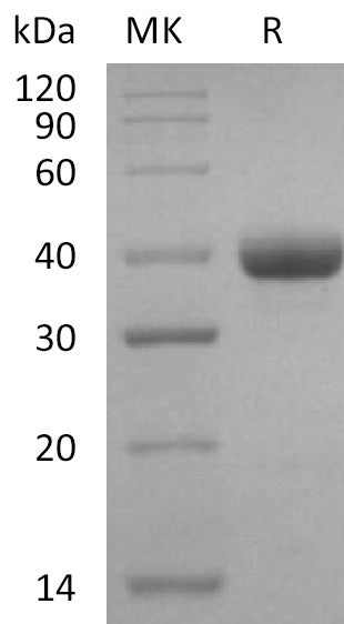 BL-2416NP: Greater than 95% as determined by reducing SDS-PAGE. (QC verified)