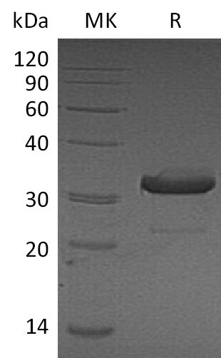 BL-2415NP: Greater than 95% as determined by reducing SDS-PAGE. (QC verified)