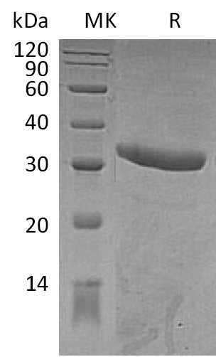 BL-1999NP: Greater than 95% as determined by reducing SDS-PAGE. (QC verified)