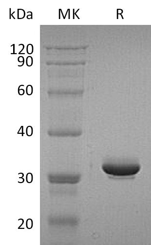 BL-2002NP: Greater than 95% as determined by reducing SDS-PAGE. (QC verified)