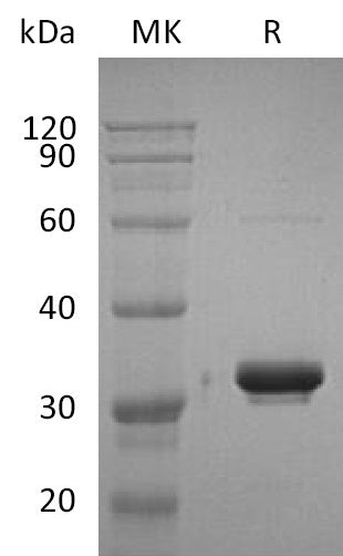 BL-2001NP: Greater than 95% as determined by reducing SDS-PAGE. (QC verified)