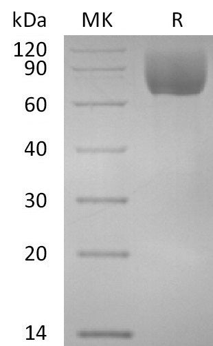 BL-2865NP: Greater than 95% as determined by reducing SDS-PAGE. (QC verified)