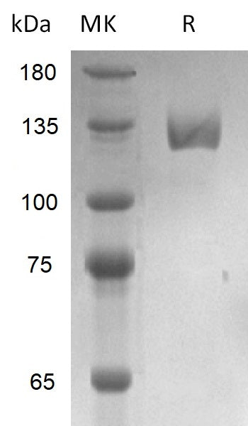 BL-2859NP: Greater than 95% as determined by reducing SDS-PAGE. (QC verified)