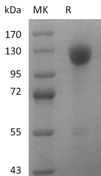 BL-2877NP: Greater than 95% as determined by reducing SDS-PAGE. (QC verified)