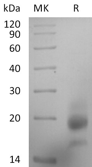 BL-2856NP: Greater than 95% as determined by reducing SDS-PAGE. (QC verified)