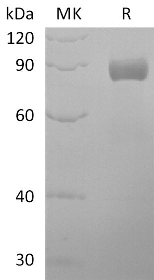 BL-2862NP: Greater than 95% as determined by reducing SDS-PAGE. (QC verified)