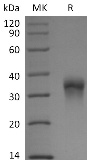 BL-2855NP: Greater than 95% as determined by reducing SDS-PAGE. (QC verified)