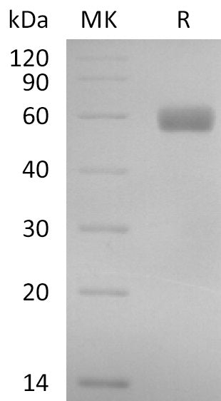 BL-2860NP: Greater than 95% as determined by reducing SDS-PAGE. (QC verified)