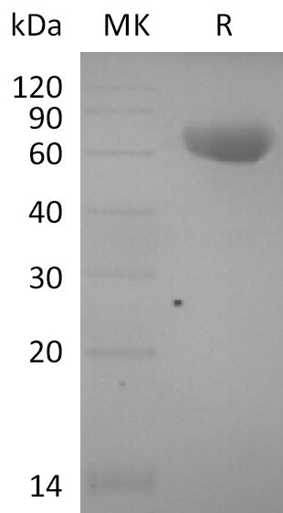 BL-2554NP: Greater than 95% as determined by reducing SDS-PAGE. (QC verified)