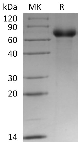 BL-0441NP: Greater than 95% as determined by reducing SDS-PAGE. (QC verified)