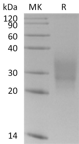 BL-0549NP: Greater than 95% as determined by reducing SDS-PAGE. (QC verified)