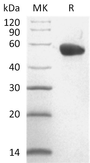 BL-0215NP: Greater than 95% as determined by reducing SDS-PAGE. (QC verified)