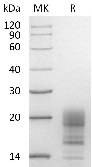 BL-0920NP: Greater than 95% as determined by reducing SDS-PAGE. (QC verified)